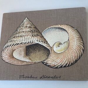 Trochus Lineatus Shell Art Canvas